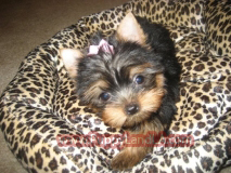 teacup yorkie